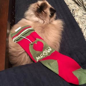 Cat Christmas Stocking
