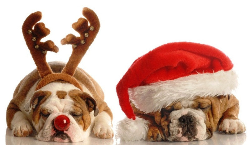 Dog Christmas Stocking Fillers & Stuffers for 2016