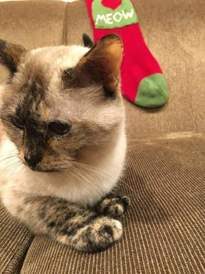 Cat Christmas Stocking